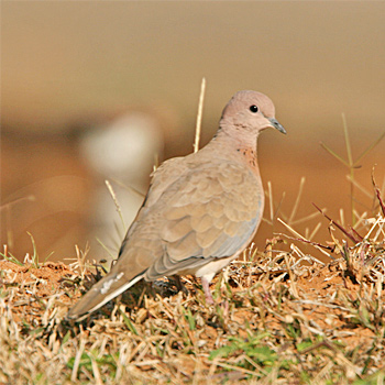 Laughing Dove