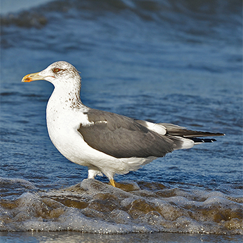 Lesser Black-backed (Heuglin's) Gull