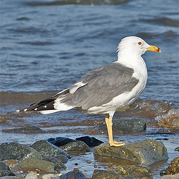 Lesser Black-backed (Steppe) Gull