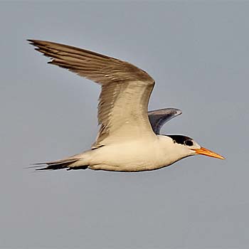 Lesser Crested Tern