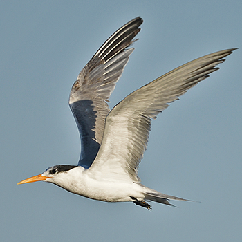 Lesser Crested Tern