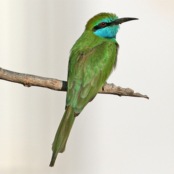 Green Bee-eater
