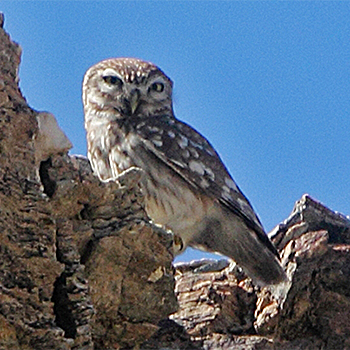 Little Owl (<em>lilith</em>)