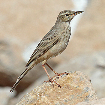 Long-billed Pipit