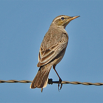 Long-billed Pipit