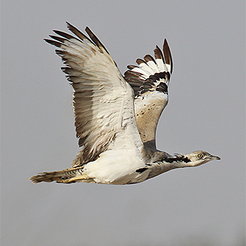 Macqueen's Bustard