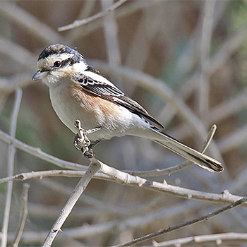 Masked Shrike