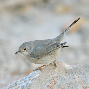 Ménétries Warbler