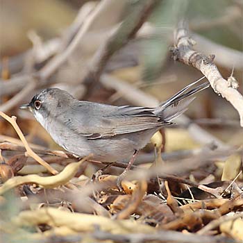 Ménétries Warbler