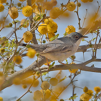 Ménétries's Warbler