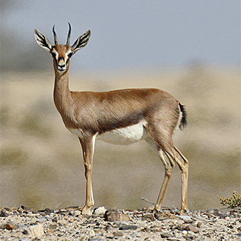 Mountain Gazelle