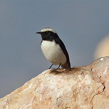 Mourning Wheatear