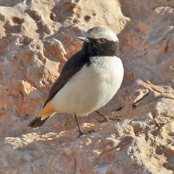 Mourning Wheatear