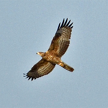 Oriental Honey-buzzard
