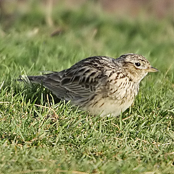 Oriental Lark