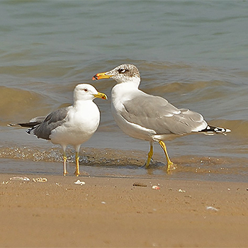 Pallas's Gull and Lesser Black-backed (Steppe) Gull