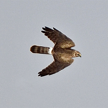 Pallid Harrier