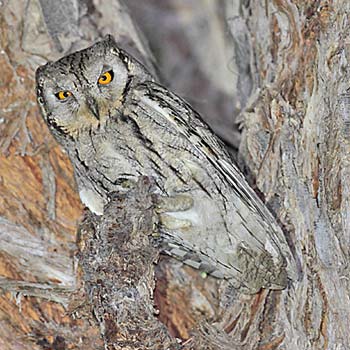 Pallid Scops-owl