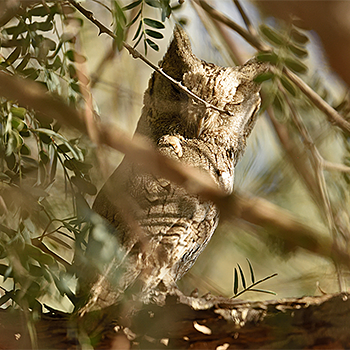 Pallid Scops-owl