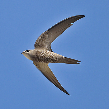Pallid Swift