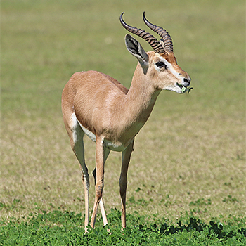 Persian Gazelle