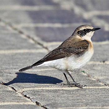 Pied Wheatear (<em>vittata</em>)