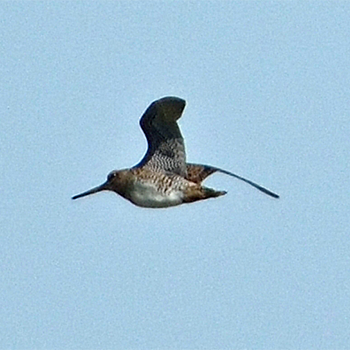 Pin-tailed Snipe