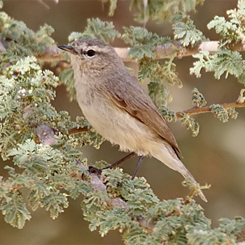Plain Leaf Warbler