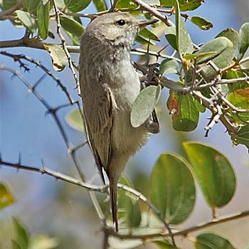 Plain Leaf Warbler