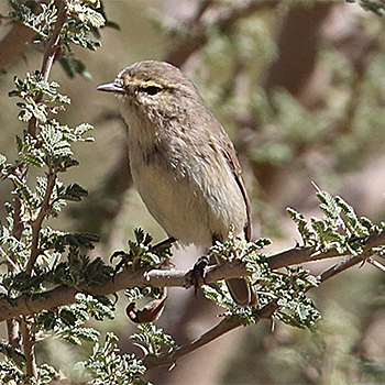 Plain Leaf Warbler