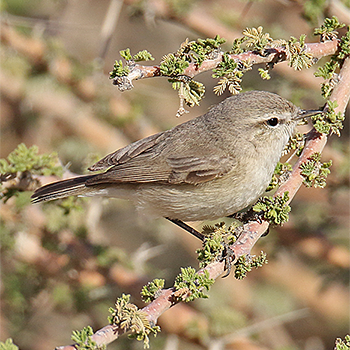 Plain Leaf Warbler