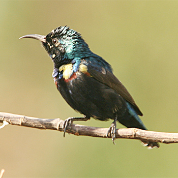 Purple Sunbird