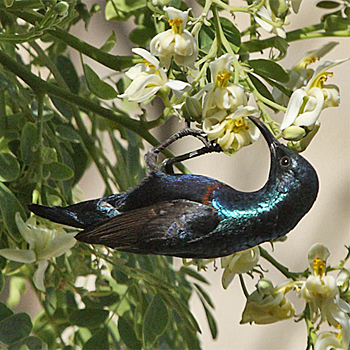 Purple Sunbird