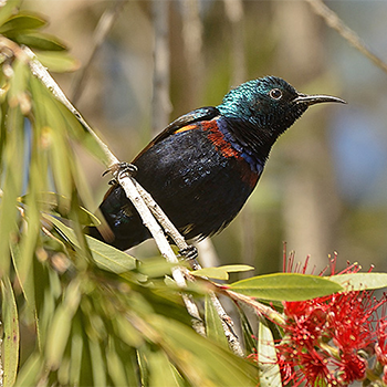 Purple Sunbird