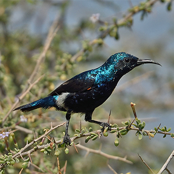 Purple Sunbird