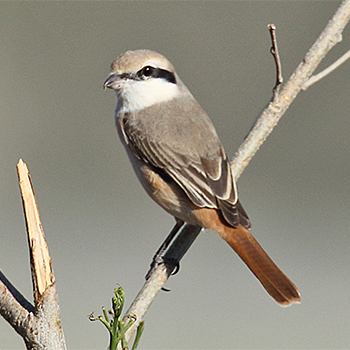 Red-tailed (Turkestan) Shrike