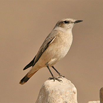 Red-tailed Wheatear