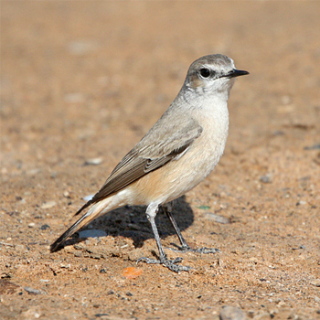 Red-tailed Wheatear