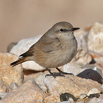 Red-tailed Wheatear