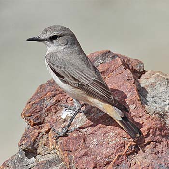 Red-tailed Wheatear