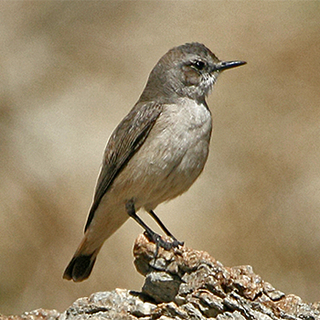 Red-tailed (Persian) Wheatear