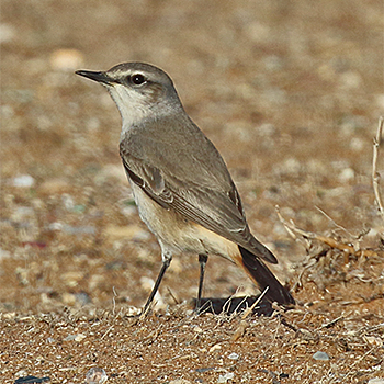 Red-tailed (Persian) Wheatear