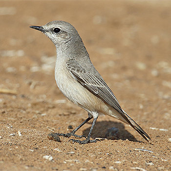 Red-tailed (Persian) Wheatear