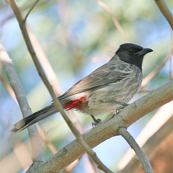Red-vented Bulbul