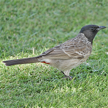 Red-vented Bulbul
