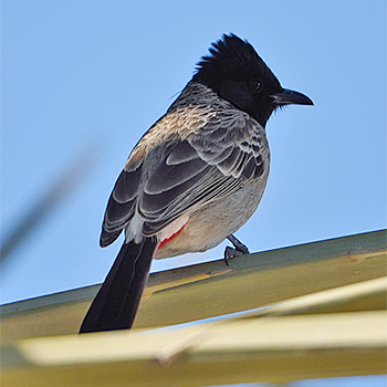 Red-vented Bulbul