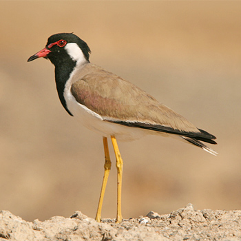 Red-wattled Lapwing