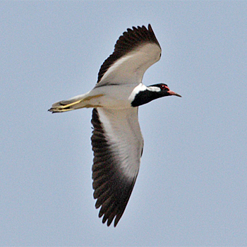 Red-wattled Lapwing