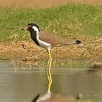 Red-wattled Lapwing