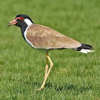 Red-wattled Lapwing